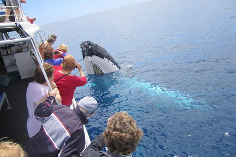 Busselton Whale Watching Eco Tour - Broome Tourism 1