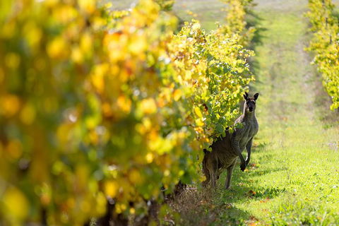 Full-Day Winery And Brewery Tour In Margaret River With Lunch - Broome Tourism 6
