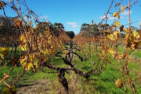 5 Hours Wineries, Coffee Tasting, Forest & Lunch At The Berry Farm - Broome Tourism 15