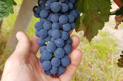 5 Hours Wineries, Coffee Tasting, Forest & Lunch At The Berry Farm - Broome Tourism 18