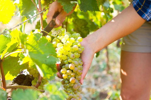 5 Hours Wineries, Coffee Tasting, Forest & Lunch At The Berry Farm - Broome Tourism 3