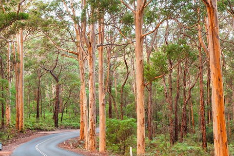 5 Hours Wineries, Coffee Tasting, Forest & Lunch At The Berry Farm - Broome Tourism 13