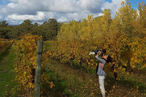 5 Hours Wineries, Coffee Tasting, Forest & Lunch At The Berry Farm - Broome Tourism 17
