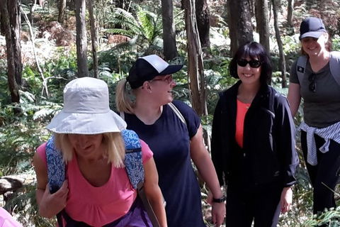 GPS Guided Walks In The Daylesford Forest - Broome Tourism 1