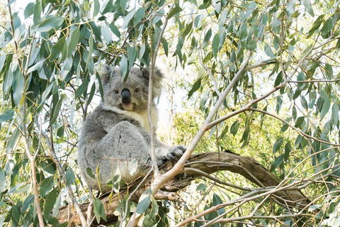 Ultimate Reverse Direction - 12 Apostles, Great Ocean Road - Small Group Tour - Broome Tourism 7