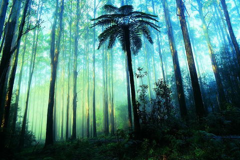 Half Day Puffing Billy Train Journey From Melbourne - Broome Tourism 7