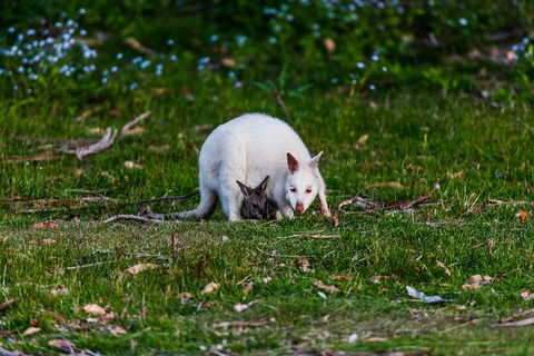 Bruny Island All Inclusive Gourmet Day Trip From Hobart - Broome Tourism 26