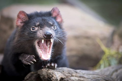 Port Arthur And Tassie Devils Active Day Tour From Hobart - Broome Tourism 0