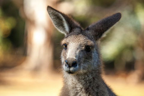 Port Arthur And Tassie Devils Active Day Tour From Hobart - Broome Tourism 12