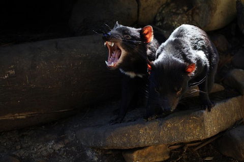Port Arthur And Tassie Devils Active Day Tour From Hobart - Broome Tourism 5