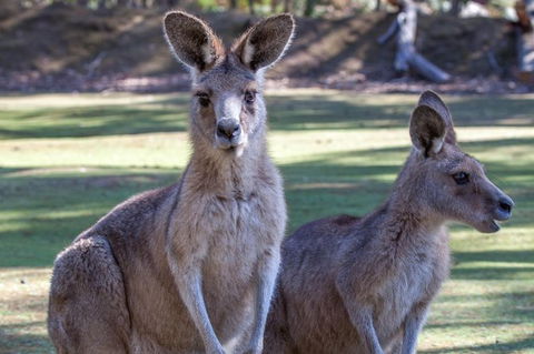 Port Arthur And Tassie Devils Active Day Tour From Hobart - Broome Tourism 10