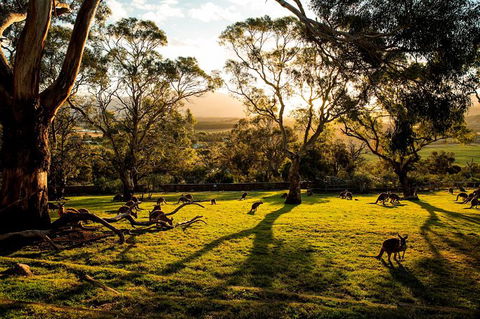 Shore Excursion: Five Of Hobart's Best In One Day - Broome Tourism 1