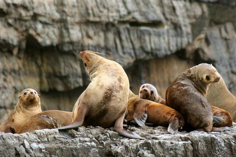 3-Hour Tasman Peninsula Wilderness Cruise From Port Arthur - Broome Tourism 1