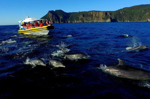 3-Hour Tasman Peninsula Wilderness Cruise From Port Arthur - Broome Tourism 4