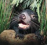Hobart Shore Excursion Half Day Bonorong Wildlife Park with Richmond Tour - Broome Tourism