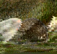 Bruny Island premium private photo-oriented day tour from Hobart - Broome Tourism