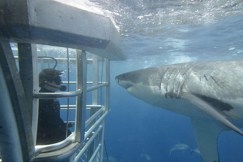 White Shark Tour With Optional Cage Dive From Port Lincoln - Broome Tourism 2