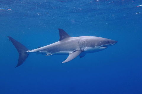 White Shark Tour With Optional Cage Dive From Port Lincoln - Broome Tourism 5