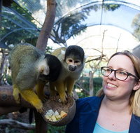 Adelaide Zoo Behind the Scenes Experience Squirrel Monkey Feeding - Broome Tourism