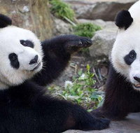 Adelaide Zoo Behind the Scenes Experience Exclusive Giant Panda Experience - Broome Tourism