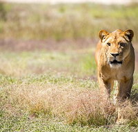 Lions at Bedtime and a day at Monarto Safari Park - Broome Tourism
