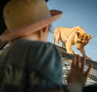 Lions 360 Experience and a Day at Monarto Safari Park - Broome Tourism
