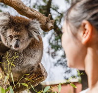 Adelaide Zoo Behind the Scenes Experience Koala Encounter - Broome Tourism