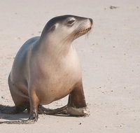 2-Day Kangaroo Island 4WD Small-Group Tour from Adelaide - Broome Tourism