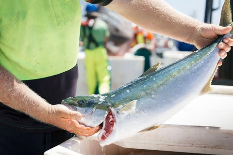 Exceptional Port Lincoln, Seafood And Wildlife Tour - Broome Tourism 9