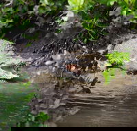 Whitsunday Crocodile Safari including Lunch - Broome Tourism