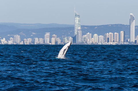 Half-Day Whale Watching And Canal Cruise From Surfers Paradise - Broome Tourism 1