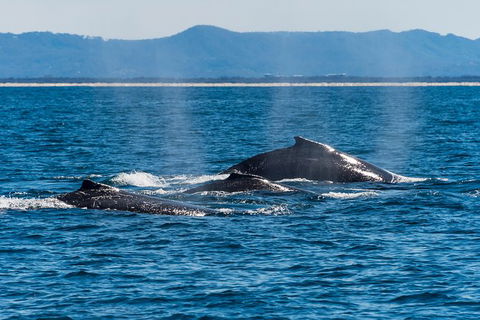 Half-Day Whale Watching And Canal Cruise From Surfers Paradise - Broome Tourism 4