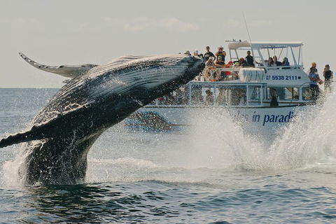 Half-Day Whale Watching And Canal Cruise From Surfers Paradise - Broome Tourism 3