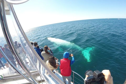 Half-Day Whale Watching And Canal Cruise From Surfers Paradise - Broome Tourism 6