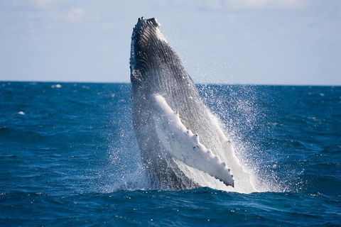 Half-Day Whale Watching And Canal Cruise From Surfers Paradise - Broome Tourism 5