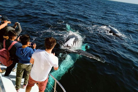 Half-Day Whale Watching And Canal Cruise From Surfers Paradise - Broome Tourism 2