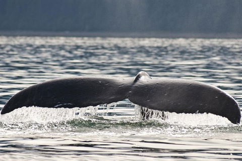 Half-Day Whale Watching And Canal Cruise From Surfers Paradise - Broome Tourism 7