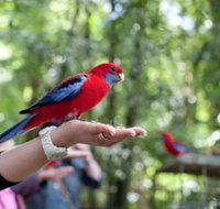 Springbrook and Tamborine Rainforest Glow Worm Tour - Broome Tourism