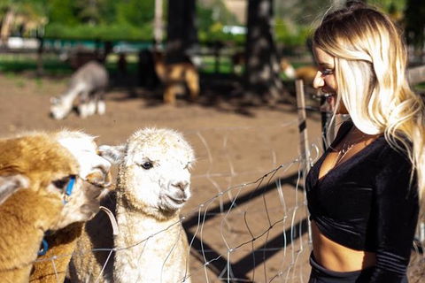 O\'Reilly\'s & Lamington National Park Incl. Alpaca Farm + Vineyard - Broome Tourism 1