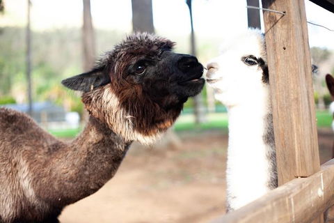 O\'Reilly\'s & Lamington National Park Incl. Alpaca Farm + Vineyard - Broome Tourism 5