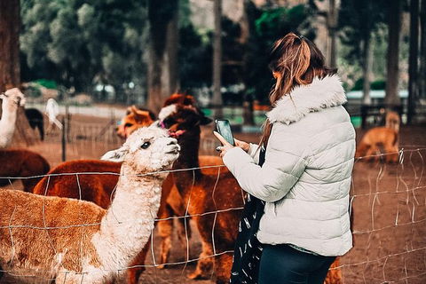 O\'Reilly\'s & Lamington National Park Incl. Alpaca Farm + Vineyard - Broome Tourism 4