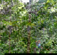 Cape Tribulation and Jungle Surfing Adventure Day from Port Douglas - Broome Tourism