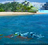 Wavedancer Low Isles Great Barrier Reef Sailing Cruise from Port Douglas - Broome Tourism