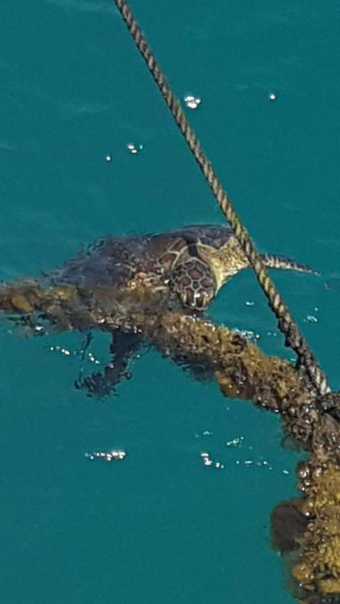 Wavedancer Low Isles Great Barrier Reef Sailing Cruise From Port Douglas - Broome Tourism 5