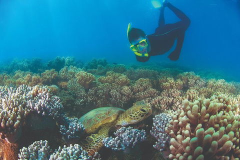 Wavedancer Low Isles Great Barrier Reef Sailing Cruise From Port Douglas - Broome Tourism 14