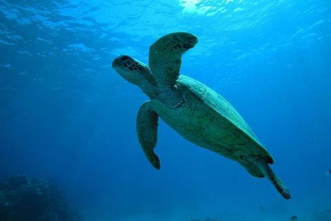 Great Barrier Reef Dive And Snorkel Cruise From Mission Beach - Broome Tourism 7