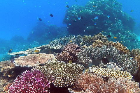Great Barrier Reef Dive And Snorkel Cruise From Mission Beach - Broome Tourism 4