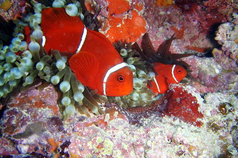 Great Barrier Reef Dive And Snorkel Cruise From Mission Beach - Broome Tourism 6