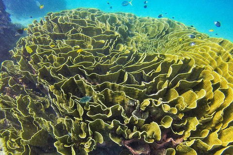 Great Barrier Reef Dive And Snorkel Cruise From Mission Beach - Broome Tourism 5