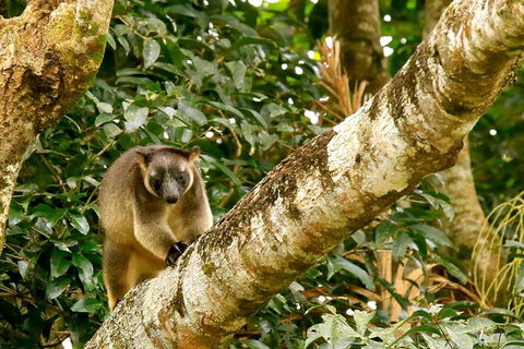 Small-Group Wildlife And Rainforest Tour From Port Douglas - Broome Tourism 1